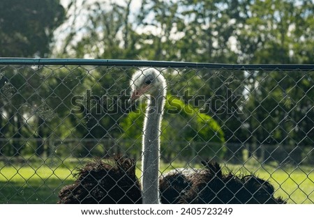 Sad rhea behind bars, looking confined