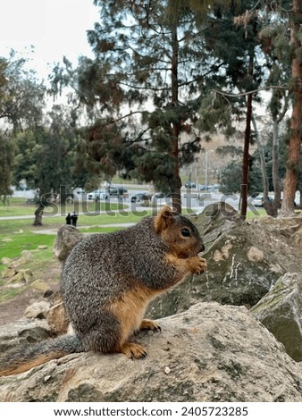 Squirrel eating on a rock at the park