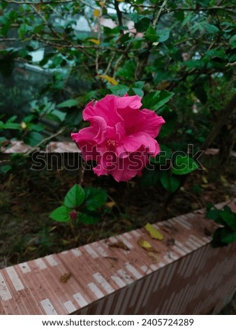 Beautiful pink hibiscus rose plant 
