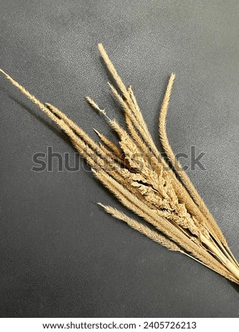 picture of dry weeds for decoration