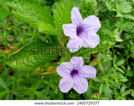 beautiful purple trumpet flowers in the yards