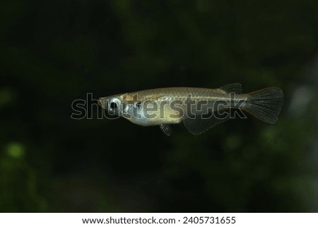 Pectoral fin spot ricefish (Oryzias pectoralis) or Chinese Medaka Royalty-Free Stock Photo #2405731655