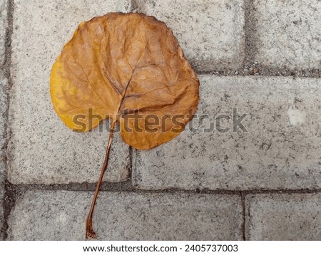 Dried leaves that are shaped like flower petals laid on paving floor. Beautiful plum aralia leaves. Dry leaves as background. Top view.
