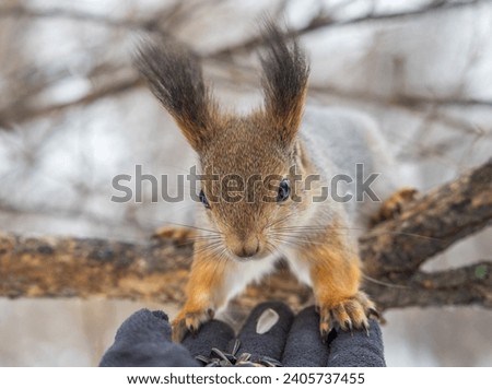 Squirrel in the winter eating nuts from a man's hand. Caring for animals in winter or autumn. Eurasian red squirrel, Sciurus vulgaris