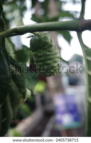 fruit tropical garden. Indonesian. afternoon  Royalty-Free Stock Photo #2405738715