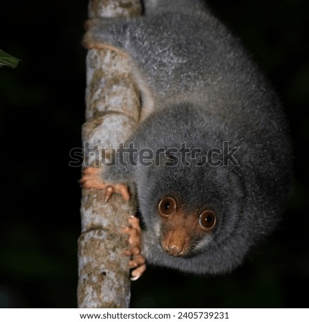 Common Spotted Cuscus (Spilocuscus maculatus) grasping the trunk of a small palm at night in rainforest of the Iron Range (Kutini Payamu), Cape York Peninsula, Far North Queensland, Australia