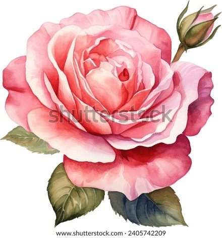 rose flower watercolor isolated on white background. Vector illustration