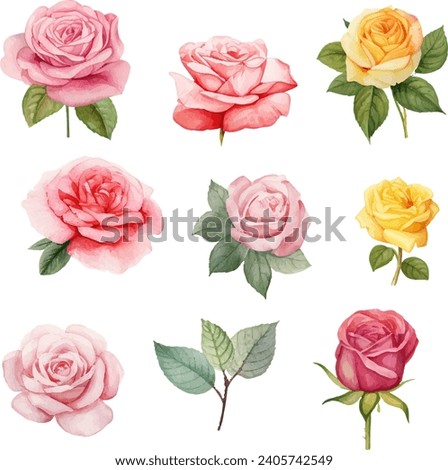 roses flowers watercolor isolated on white background