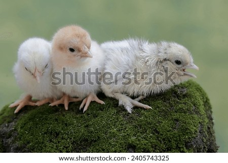 Three newly hatched chicks are looking for food in the moss-covered ground. This animal has the scientific name Gallus gallus domesticus. Royalty-Free Stock Photo #2405743325