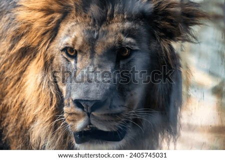 Close-up picture of a lion's head