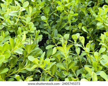 A view of Japanese boxwood leaves.