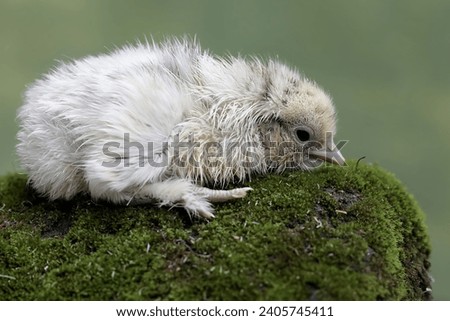 Newly hatched chick is looking for food in the soil overgrown with moss. This animal has the scientific name Gallus gallus domesticus. Royalty-Free Stock Photo #2405745411