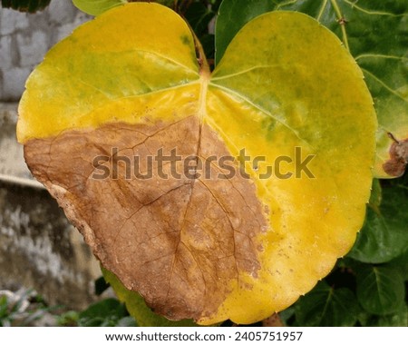Plum aralia leaves are starting to turn yellow and dry. Beautiful plum aralia leaves shaped like flower petals. Heart-shaped yellow leaves. Closeup photo.