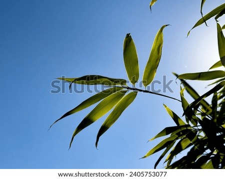 A view of a bamboo golden branch against a blue sky.