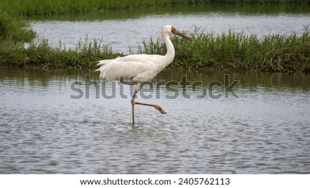 the Siberian white crane walk and fly in water Royalty-Free Stock Photo #2405762113