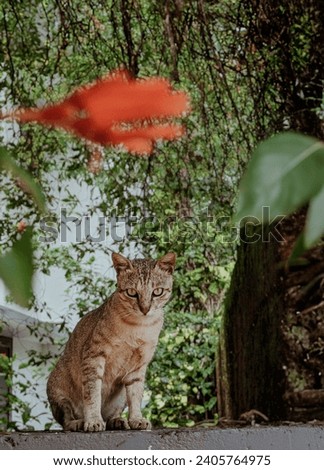Outdoor photograph of a Cat