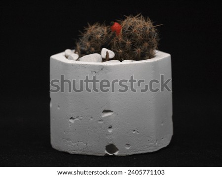 photos of various types of cacti and mini succulents in white pots seen from above and in front with a black background