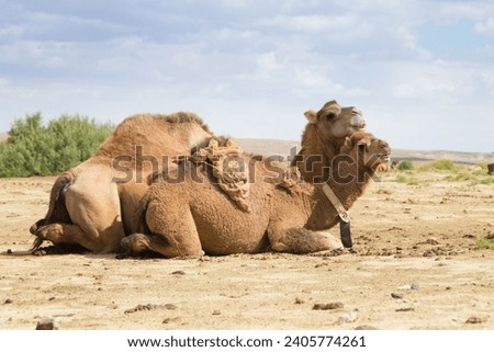 Camel breeding at Senek town, Mangystau, Kazakhstan. Animal background Royalty-Free Stock Photo #2405774261