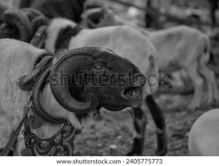 Ketangkasan DOmba Garut , the dashing Garut sheep