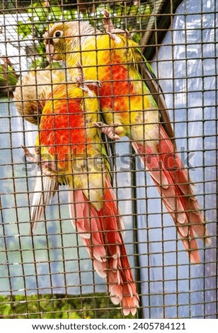 Pineapple Conure is Perched in a Cage