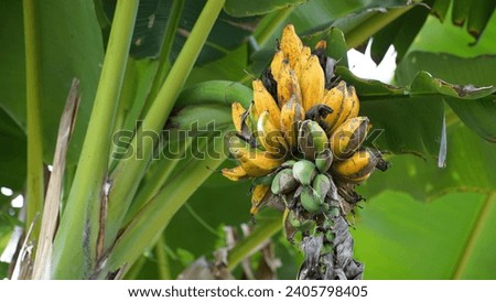 Banana Batu (Pisang batu, Musa balbisiana) ripening on a tree. This is a species of banana that still has seeds. Royalty-Free Stock Photo #2405798405