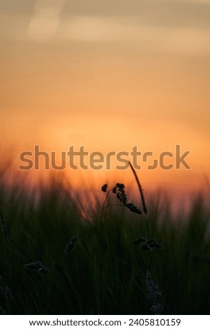 The sun is setting over a field of tall grass