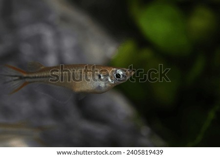 Pectoral fin spot ricefish (Oryzias pectoralis) or Chinese Medaka Royalty-Free Stock Photo #2405819439
