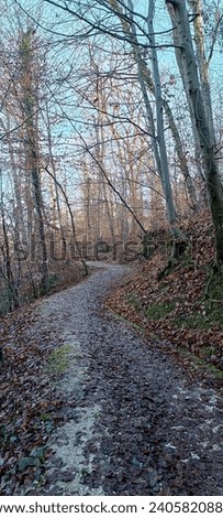 A walk through the winter forest