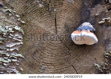 a fungus grows on the tree trunk
