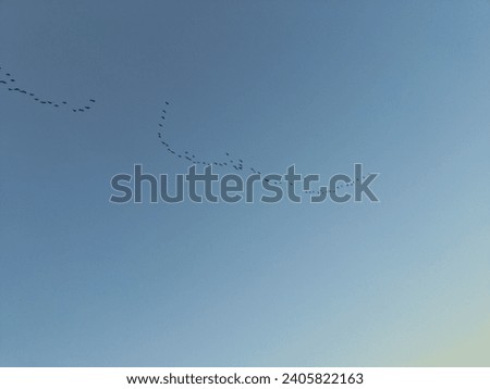 The birds are flying in a neat formation, forming a pattern like the letter V, creating a dramatic and spectacular sight.