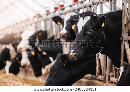 Portrait Holstein Cows in modern farm livestock animal with sunlight. Concept agriculture industry of cattle in barn. Royalty-Free Stock Photo #2405824351