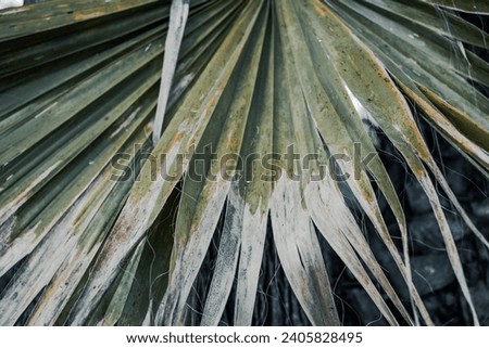 Green tropical palm leave growing in garden. Tropical palm leaves, floral background photo. Circular palm leaf of the licuala valida palm in Barcelona. High quality picture for wallpaper, article