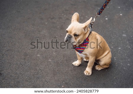 Curious companion: French bulldog, tethered, gazes intently, capturing a moment of whimsy and wonder in its focused gaze Royalty-Free Stock Photo #2405828779