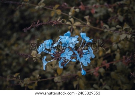 Autumn meadow blue wildflowers photo. Countryside at autumn season. Garden blossom morning. Plumbago auriculata, Cape plumbago. High quality picture for wallpaper, article