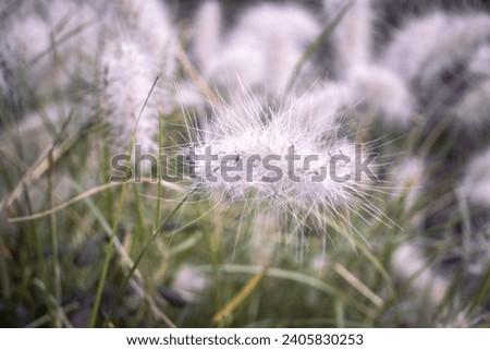 Close up white cotton meadow grass photo. White Lagurus Ovatus flowers poster. Floral card. Garden concept photography. Countryside at autumn season. 