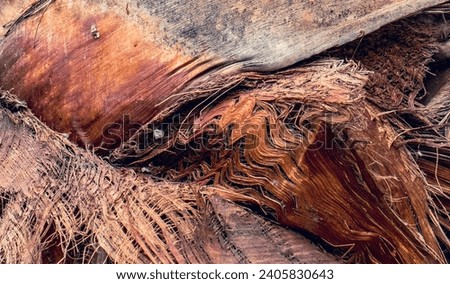 Detailed palm tree trunk background photo. Palm tree trunk texture. Cracked bark of old tropical palm trees. Upper trunk detail of palm tree background texture pattern. Exotic travel. Jungle
