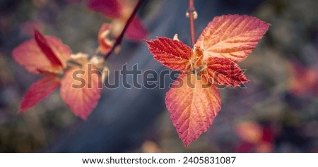 Close up bright red leaves on the branch concept photo. October landscape. Front view photography with blurred background. High quality picture