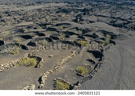 Aerial view of wine growing district of la geria. Traditional cultivation of vines in a lava field near Timanfaya national park. Lanzarote, Spain, Europe