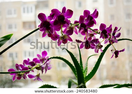 Close up picture of a orchid and aloe on a city background.