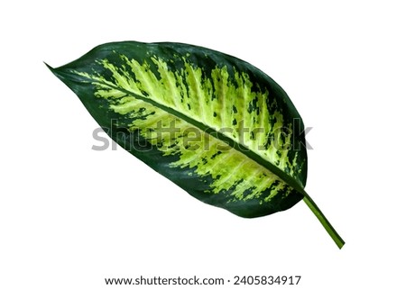 Large leaf dieffenbachia plant isolated white background Dark green leaf with light pattern houseplant close up view Great background your text or cosmetic product For catalog banner postcard poster