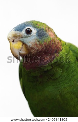 The yellow-billed amazon (Amazona collaria), also called the yellow-billed parrot or Jamaican amazon, portrait of a large green parrot on a white background. Royalty-Free Stock Photo #2405841805