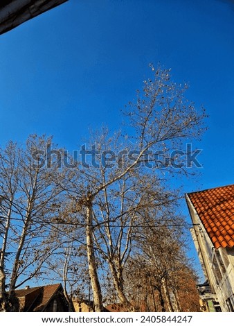A picture with numerous branches reaching into a vibrant blue sky.
