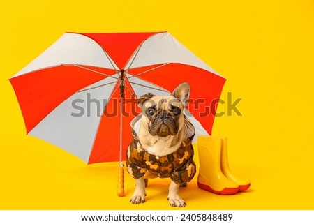 Cute French bulldog in raincoat with gumboots and umbrella on yellow background