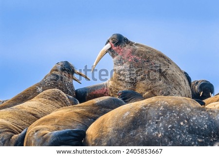 Group of walruses on a beach in the arctic