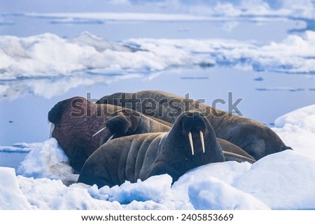 Walrus on the ice in arctic