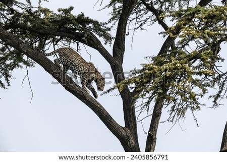A Leopard Is Climbing A Tree In The Wild 