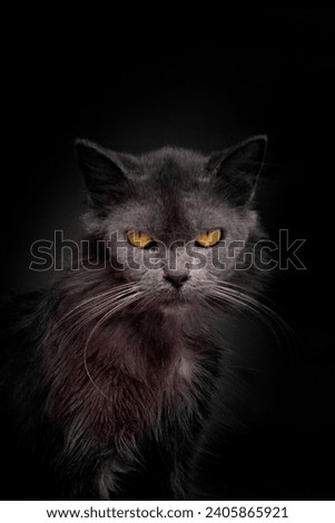 Portrait of Adorable Gray Cat with a dramatic Background