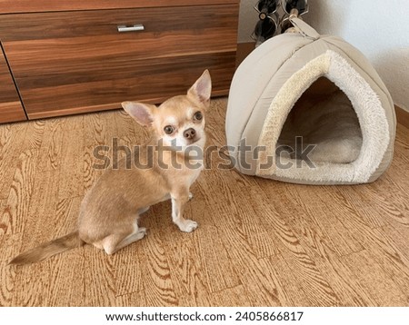 A little dog (beige chihuahua)