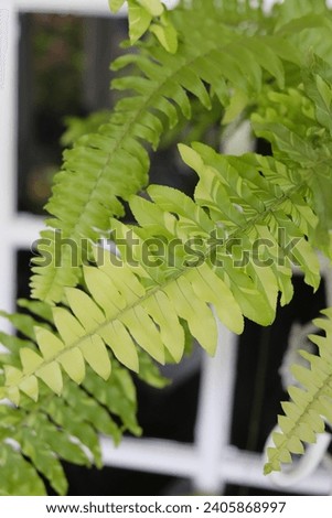 Close up view of Tiger Fern Variegated Boston, selective focus.