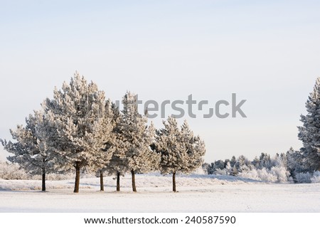 winter landscape snowy pines and blue sky